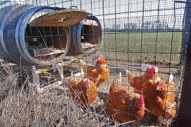 50 Gallon Barrel Coop