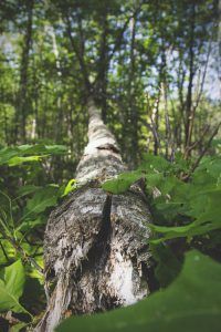 Branch Chicken Roost