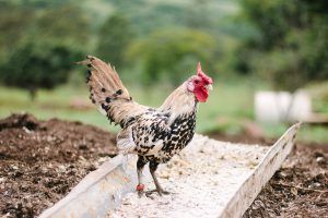 How To Stop Chickens From Spilling Feed