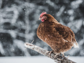 chicken roost options