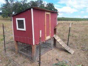 Medium Sized Chicken Coop