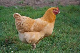 best breed of chicken for meat