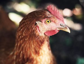 Poultry Watering Ideas