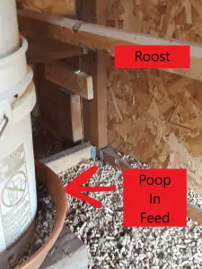 Poop In Chicken Feed