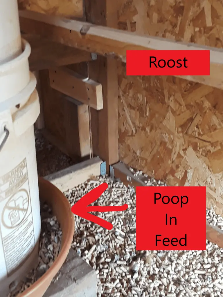 Chicken Coop Guide Read This Before Building Or Buying Your Coop