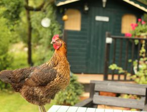 Chicken Coop Guide