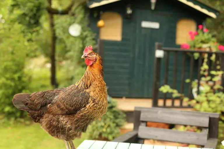 Chicken Coop Guide