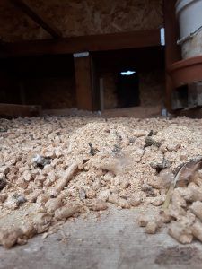 Wood Pellet Bedding