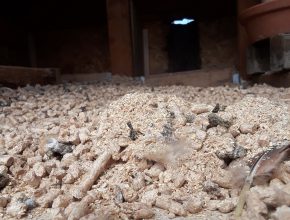Wood Pellet Bedding