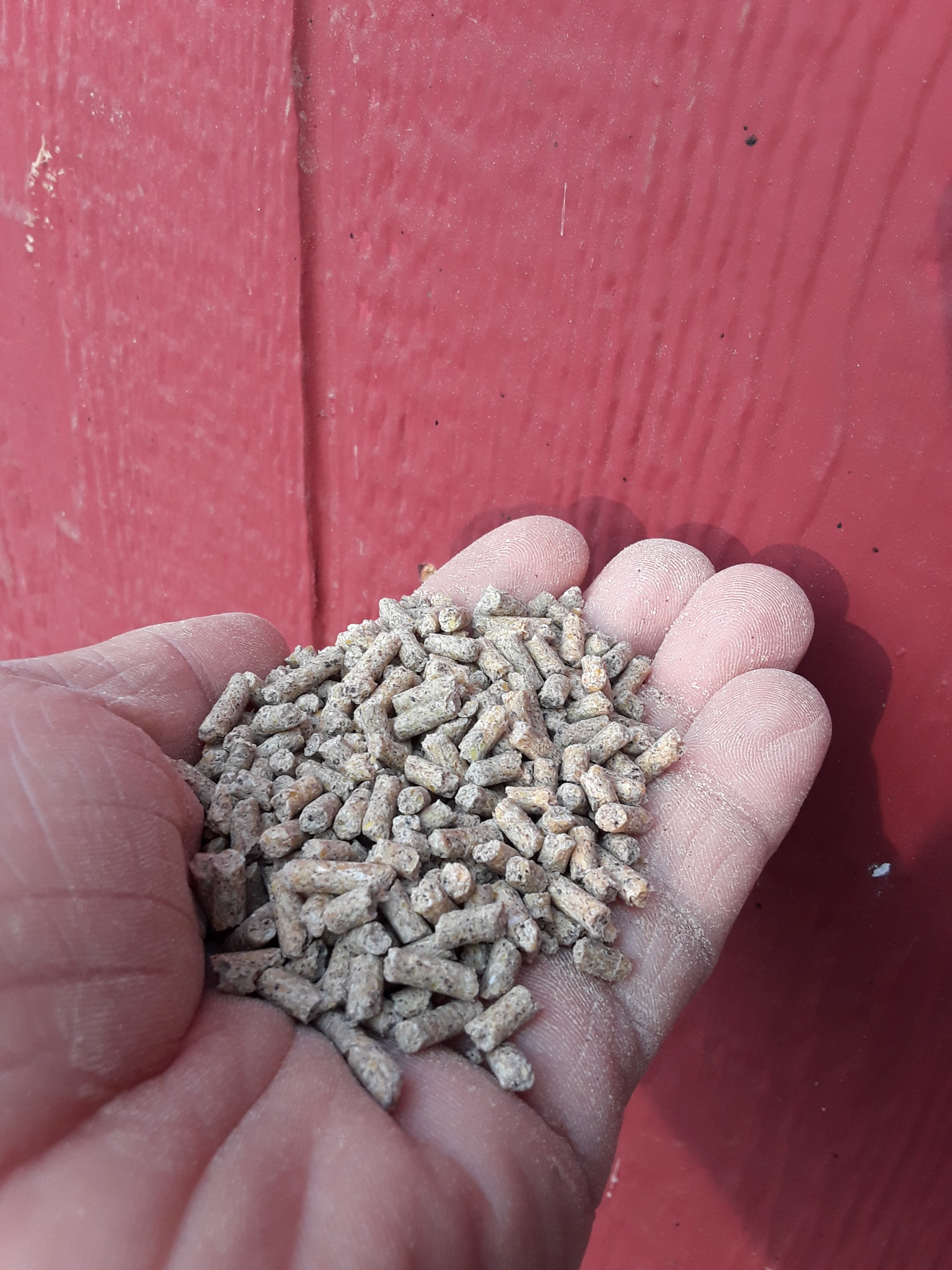 20180821_075722 Free Chicken Coop Plans