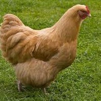 Raising Chickens For Beginners