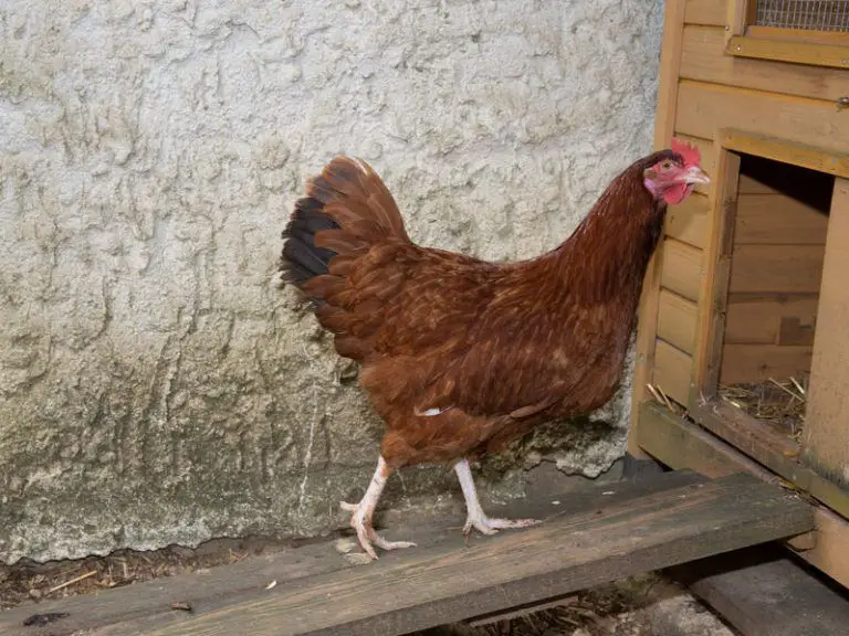 automatic chicken coop door