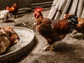 What Do Chickens Eat