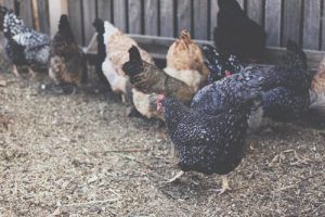 DIY Automatic Chicken Coop Door Opener