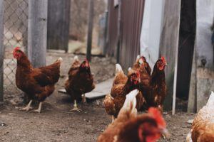 Chicken Coop Bedding