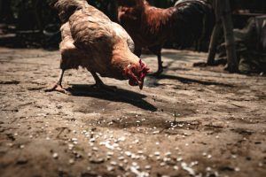 Organic or Non-Organic chicken feed