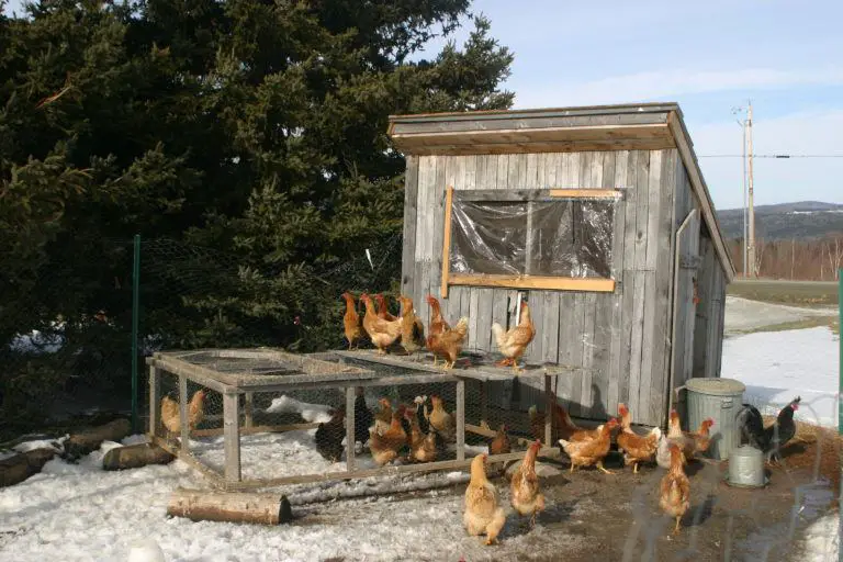  Chicken coop in winter Free Chicken Coop Plans 