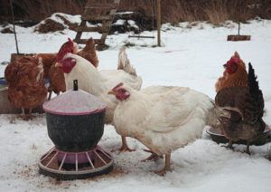 How Much To Feed Chickens In Winter