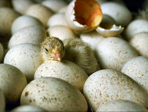 How to Incubate Chicken eggs