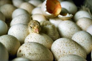 How to Incubate Chicken eggs