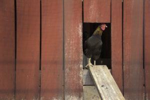 Chicken Coops Under $200