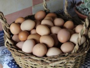 Raising Egg Laying Hens
