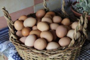 Raising Egg Laying Hens