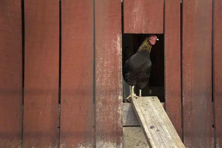 Do Chickens Need Heat In The Winter?