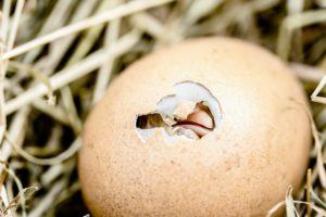 Chick Hatching Incubator