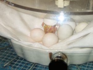 Incubator For Hatching Eggs