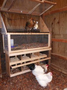 Nest Boxes For Laying Hens