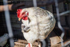 How To Increase Egg Production In Winter