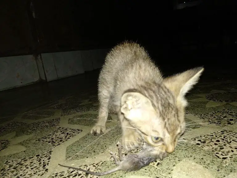 How To Get Rid Of Rats In A Chicken Coop…For Good! Free Chicken Coop