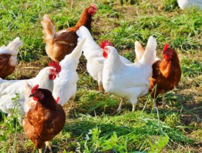 Free Range Chickens