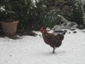 Add Light To Chicken Coop