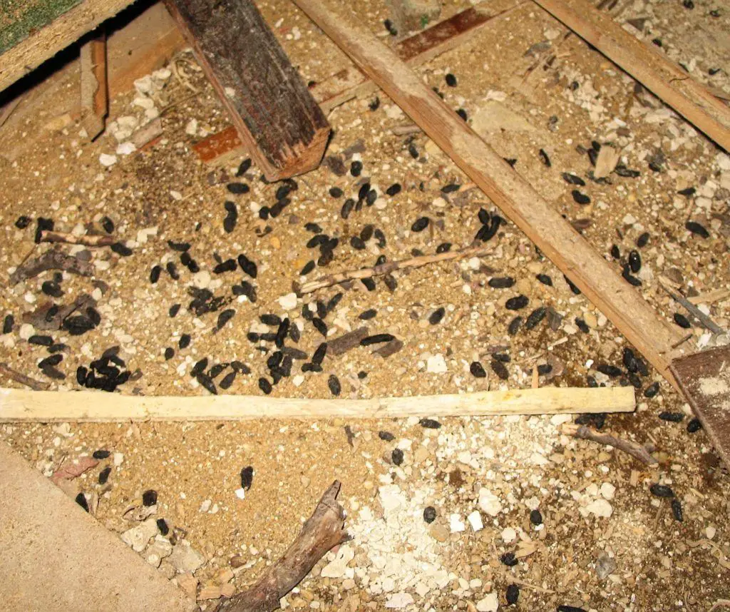 rat droppings Free Chicken Coop Plans