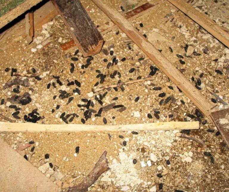 rat droppings Free Chicken Coop Plans