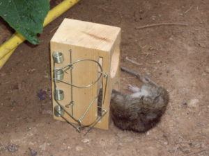 Rat Traps For Killing Rats
