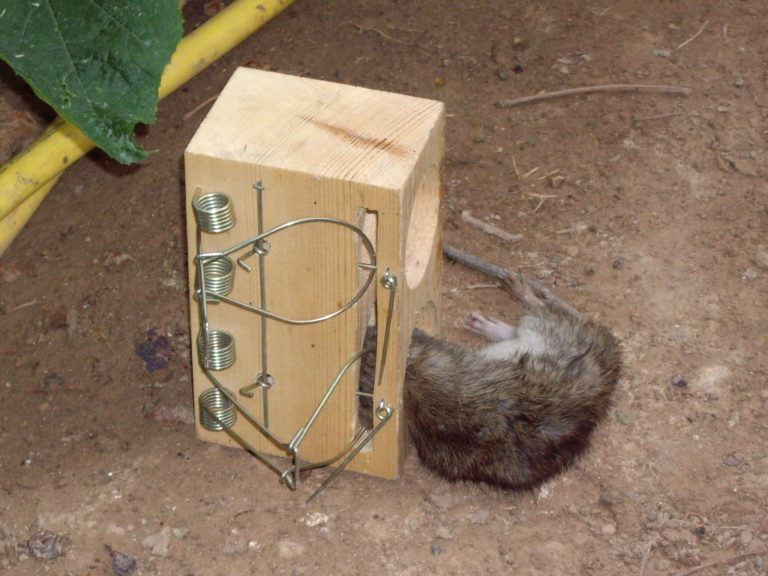 rat trap - Rat Trap 768x576