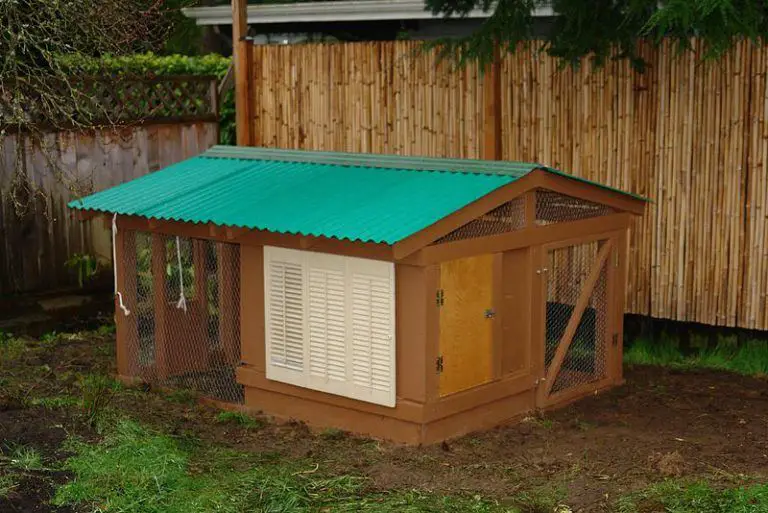 Raising Chickens For Beginners Free Chicken Coop Plans