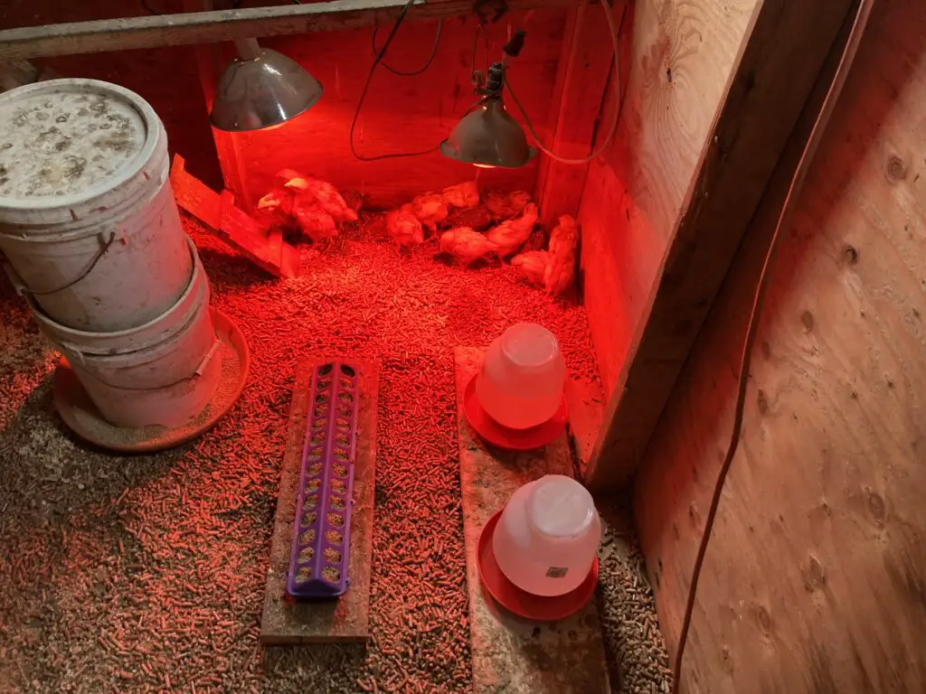 chicken brooder ideas