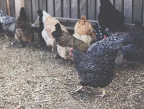 How Many Chickens Should I Get