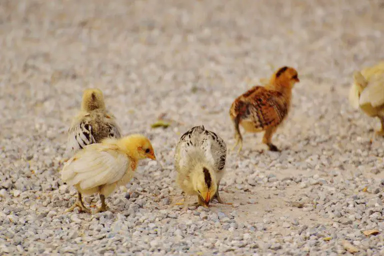 Raising Baby Chicks – Chirp Chirp