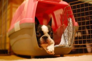 Dog Crate Brooder