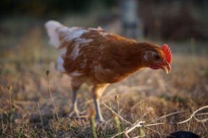 Best Breeds of Chickens