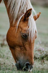 Horse Compost