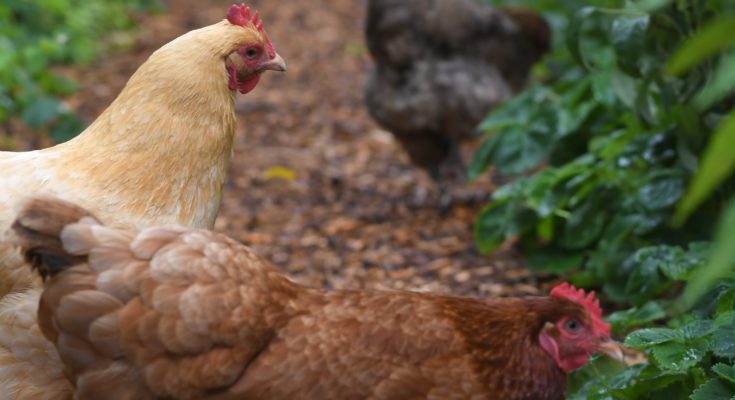 Best Manure For The Vegetable Garden? Look In Your Chicken Coop - FREE ...