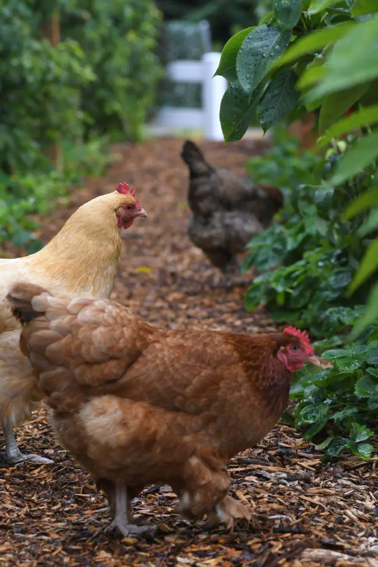 Best Manure For The Vegetable Garden? Look In Your Chicken Coop