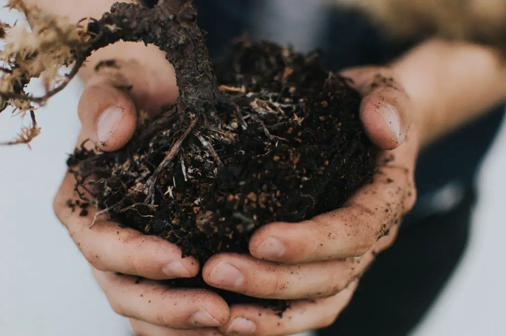 Best Manure For The Vegetable Garden? Look In Your Chicken Coop - Free ...