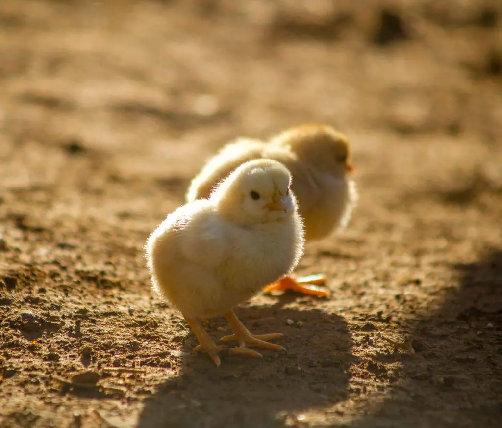 Chicken Coops For Two Chickens – Small Is Good!